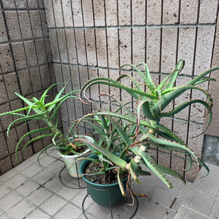 アロエ