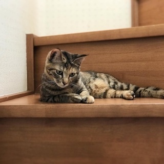 良く鳴く元気な9ヶ月のキジトラちゃん＊FIVキャリア＊ − 群馬県