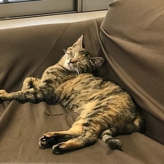 良く鳴く元気な9ヶ月のキジトラちゃん＊FIVキャリア＊ - 太田市