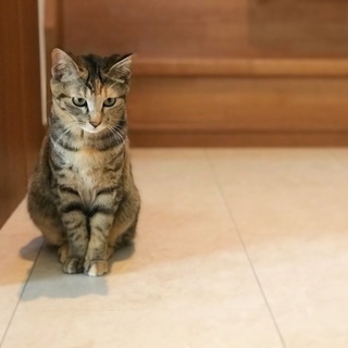 良く鳴く元気な9ヶ月のキジトラちゃん＊FIVキャリア＊ - 猫