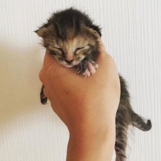良く鳴く元気な9ヶ月のキジトラちゃん＊FIVキャリア＊ - 里親募集