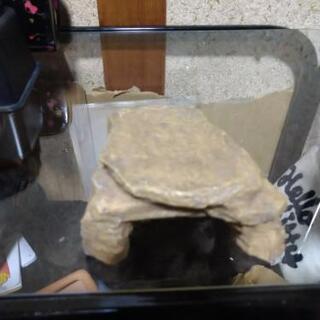 爬虫類用シェルターS