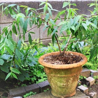 しだれ花桃の苗（ピンク）