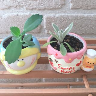 *お話中*ラムズイヤー＆マザーリーフ🌱スノーマンとくまさん♡