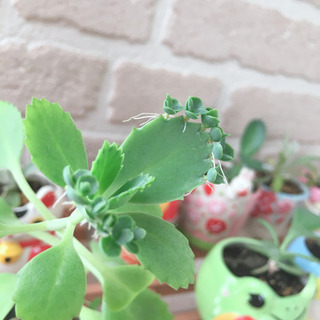 *お話中*ラムズイヤー＆マザーリーフ🌱スノーマンとくまさん♡の画像