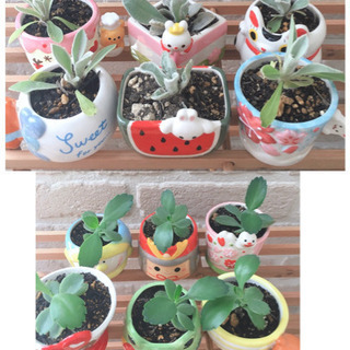 *お話中*ラムズイヤー＆マザーリーフ🌱スノーマンとくまさん♡の画像