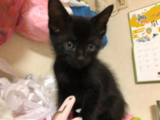 可愛い黒キジの女の子 (夏華) 太宰府の猫の里親募集｜ジモティー