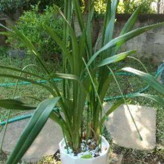 シンビジウムの鉢植え