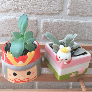 *お話中*ラムズイヤー＆マザーリーフ♡五月人形とひしもち◇
