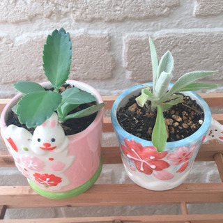 *お話中*ラムズイヤー＆マザーリーフ♡うさぎと桜🌸