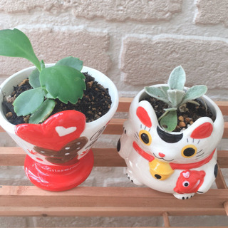 *お話中*ラムズイヤー＆マザーリーフ♡ハートとまねき猫🐾