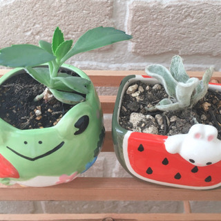 *お話中*ラムズイヤー＆マザーリーフ♡かえるとスイカ🍉