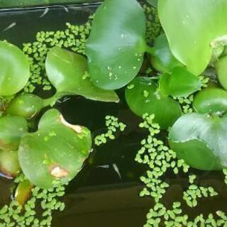 メダカ差し上げます