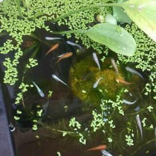 メダカ差し上げますの画像