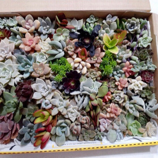 多肉植物　カット苗の詰め合わせ　100苗程度の画像