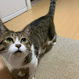 とても人懐っこい雄猫11ヶ月！
