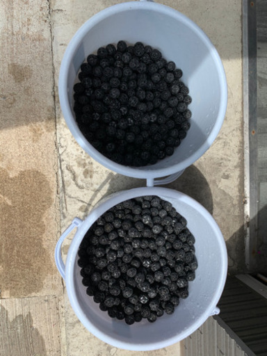 アロワナ用 カンテツ製アクリル水槽 1500×600×450 引取限定