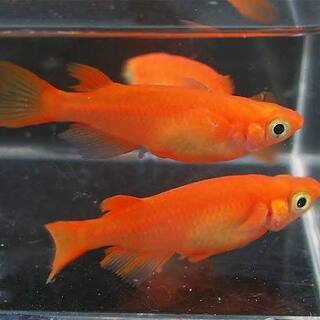 【けんぼの森】メダカ《濃い目の極上 楊貴妃10匹》＋発砲鉢 大『...