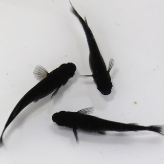【けんぼの森】メダカ《オロチ3匹》＋発砲鉢 大『1セットのみ』セ...