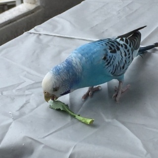 水色のセキセイインコ（沖縄市にて保護）→無事飼い主さんが見つかり...