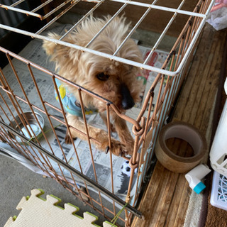 里親募集 老犬