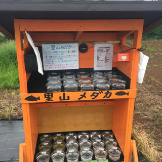 メダカ無人販売所 里山めだか 黒ラメみゆき ブラックラメレインボ...