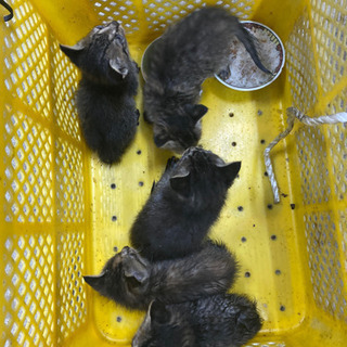 生後4週間ぐらいの仔猫　話し合い中