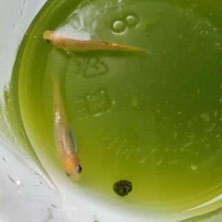 紅薊メダカ 卵30個+α