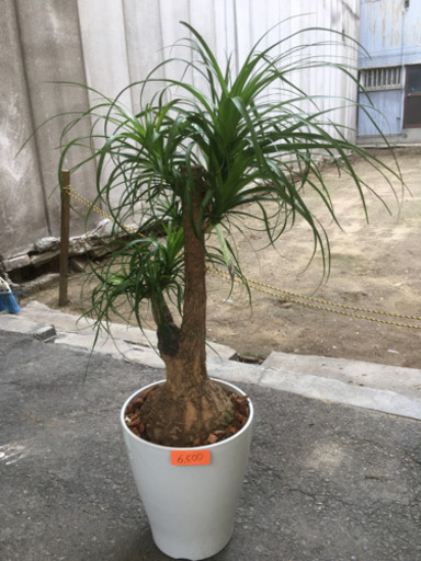 観葉植物　ポニーテール① 現在販売調整中】観葉植物 ポニーテール 寄せ植え（白陶器付 