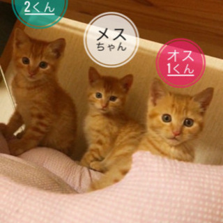 一旦募集中止します沢山の応募ありがとうございます