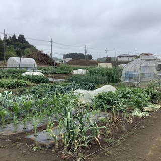 畑貸します。野菜等栽培メンバー募集！！
