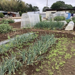 畑貸します。野菜等栽培メンバー募集！！ - 富里市