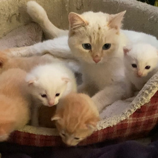 【※募集終了致します。皆様ありがとうございました！】子猫と母猫の...