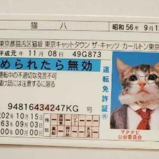 激レア‼️なめ猫免許証❗の画像