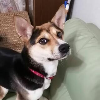 柴犬とコーギーのミックス1歳です。可愛がって育てました。