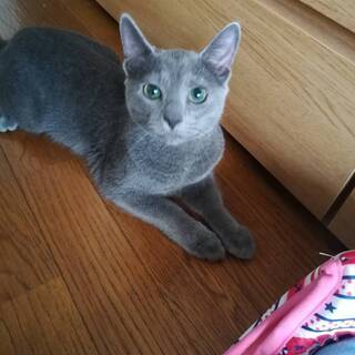 イクちゃんの里親を探しています