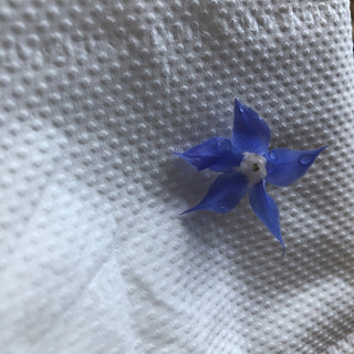 押し花🌼作りされてる方👏 - 福岡市