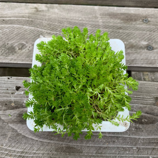 セダム・森村万年草❤️多肉植物②