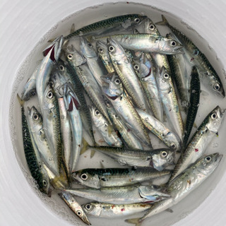 釣りしず　サークルメンバー募集
