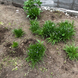 庭木、植物　持って行って頂けたら嬉しいです！