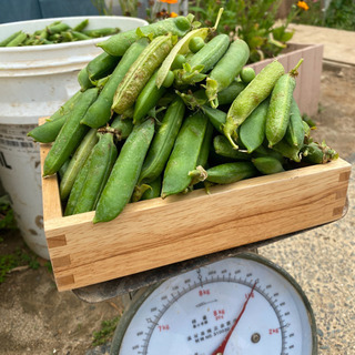 無農薬　グリーンピース1kg