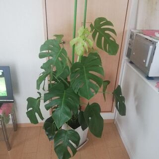 観葉植物　モンステラ