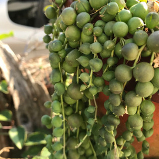 観葉植物　交換会　しませんか？