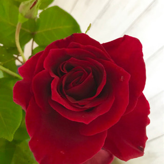 緊急告知‼️綺麗に薔薇を増やしましょう❤️ガーデンコーディネータ...