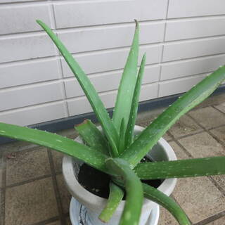 アロエベラ 根本から30cm位 苗 の画像