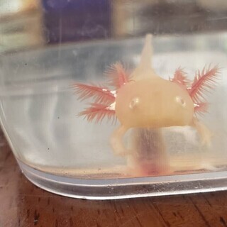 ④♤ウーパールーパーの赤ちゃん差し上げます♤白肌のアルビノ（欠損有）