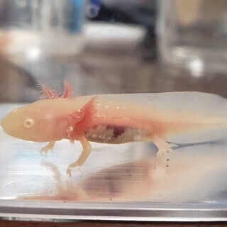 ⑤✨ウーパールーパーの赤ちゃん差し上げます✨白肌アルビノ⑤