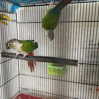 ワキコガネイロウロコインコの繁殖ペアと手乗り崩れオスの画像