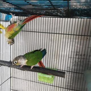 ワキコガネイロウロコインコの繁殖ペアと手乗り崩れオス - 横須賀市