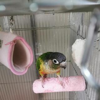 ワキコガネイロウロコインコの繁殖ペアと手乗り崩れオス - その他